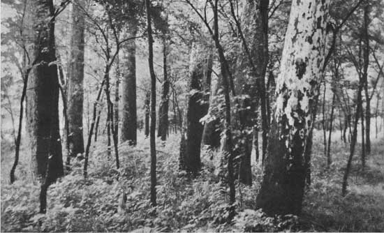 historic photo of Turkey Run State Park