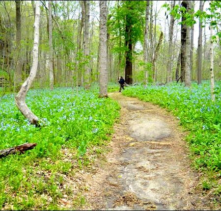 Trail 5 at Turkey Run State Park