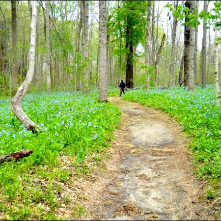 Trail 5 at Turkey Run State Park